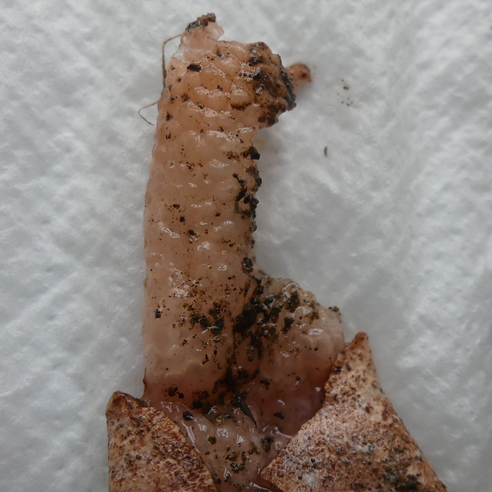 Uova di rettile?  No, ovulo di Phallus sp. da confermare